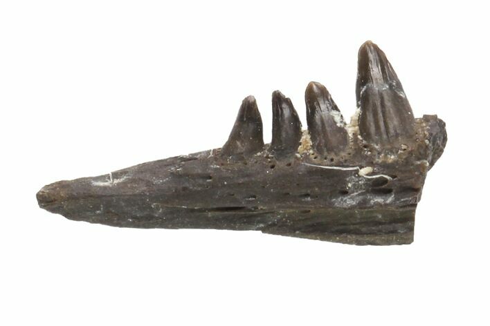 Permian Reptile (Captorhinus) Jaw Section - Oklahoma #136408